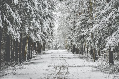 道路在松树之间覆盖着白雪